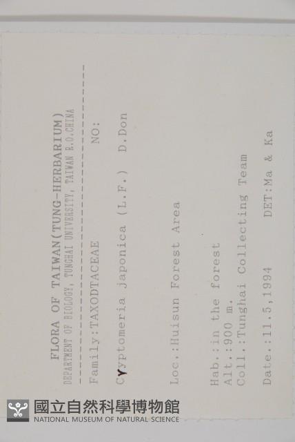 柳杉藏品圖，第2張