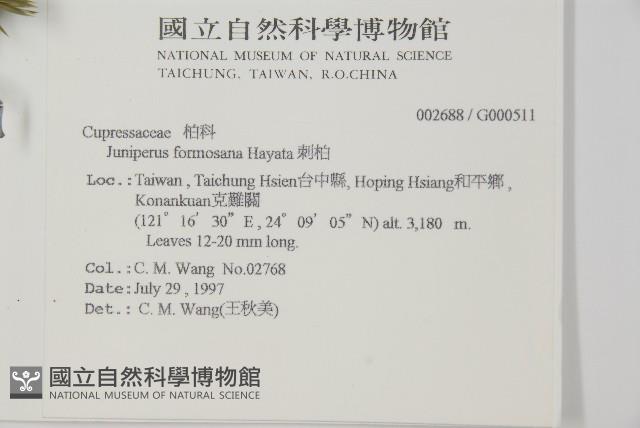 刺柏藏品圖，第2張