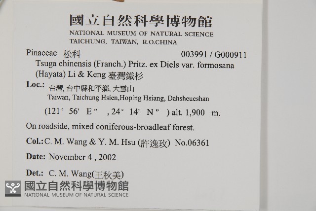 臺灣鐵杉藏品圖，第2張