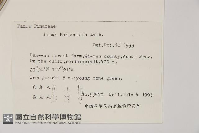 馬尾松藏品圖，第2張