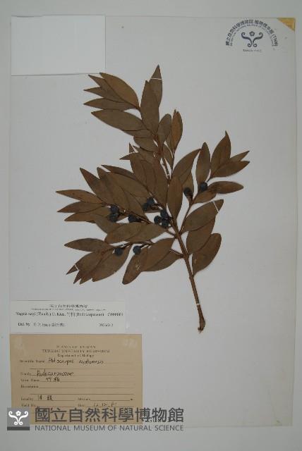 竹柏藏品圖，第1張