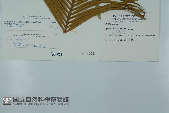 台東蘇鐵藏品圖，第2張