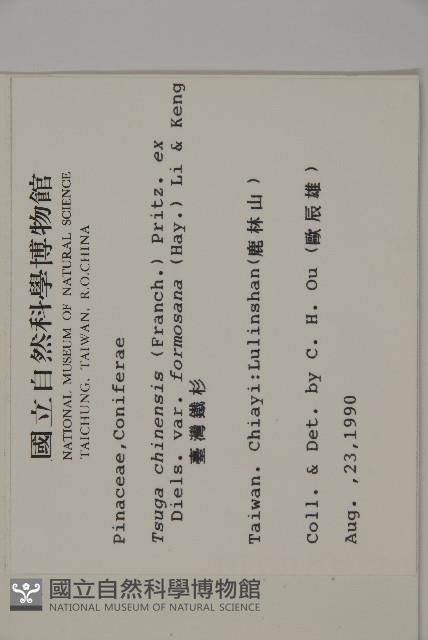 臺灣鐵杉藏品圖，第2張