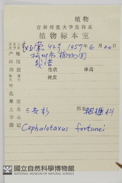 三尖杉藏品圖，第2張