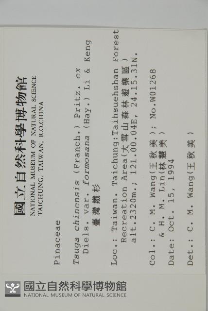 臺灣鐵杉藏品圖，第2張