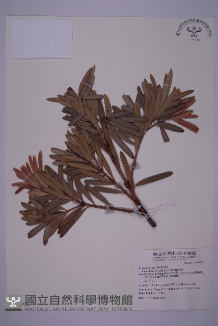 蘭嶼羅漢松藏品圖，第1張