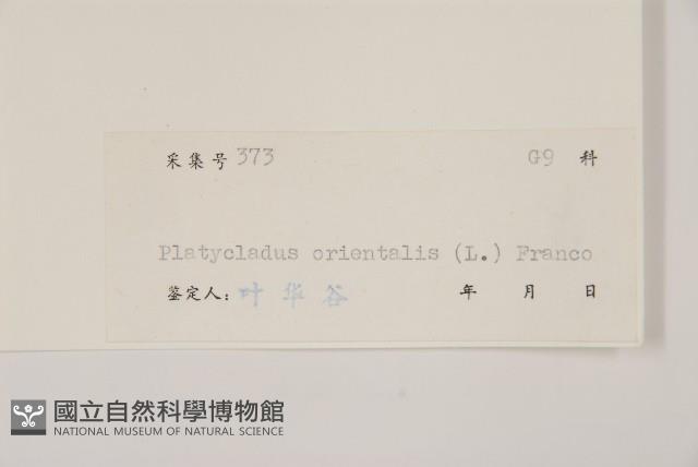 側柏藏品圖，第2張