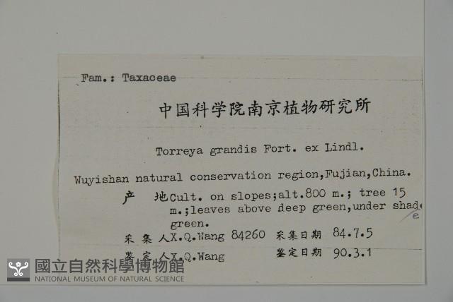 香榧藏品圖，第2張