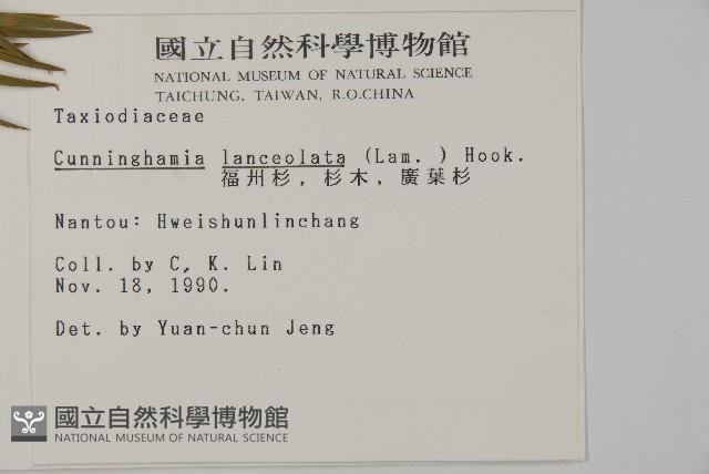 杉木藏品圖，第2張