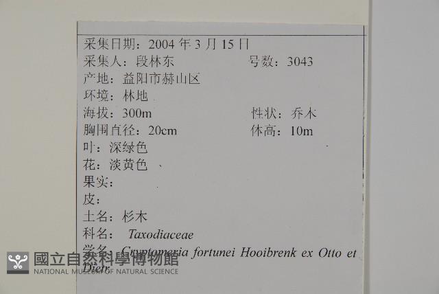 柳杉藏品圖，第2張