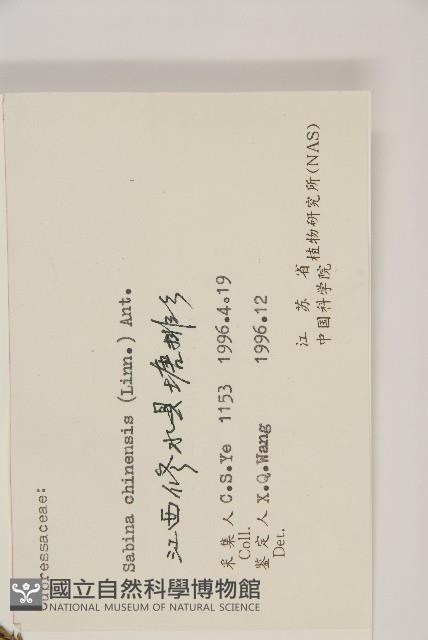 檜柏藏品圖，第2張