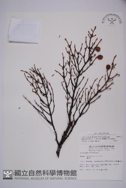 臺灣鐵杉藏品圖，第1張