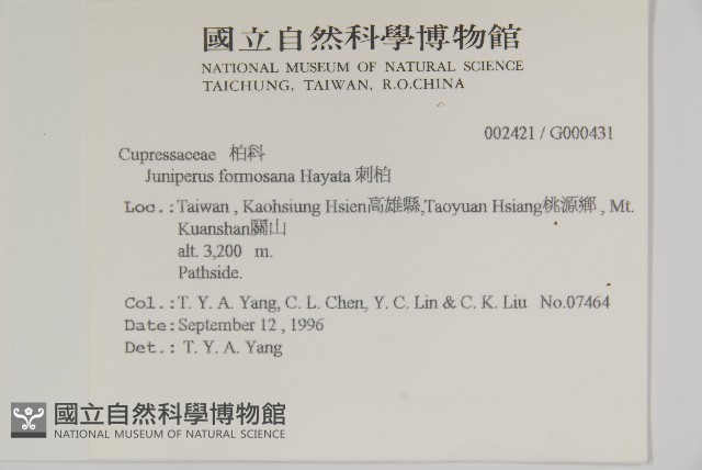 刺柏藏品圖，第2張