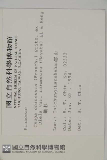 臺灣鐵杉藏品圖，第2張