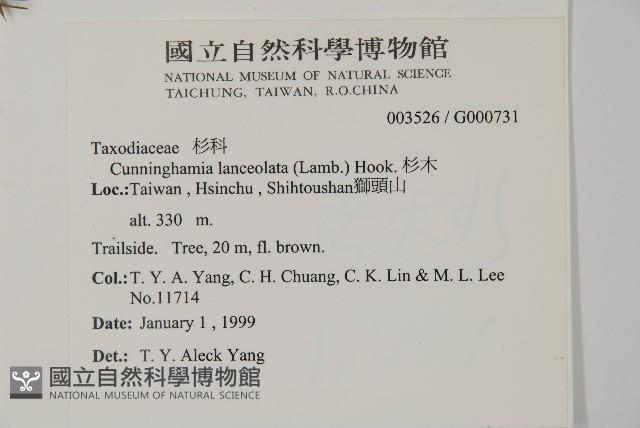 杉木藏品圖，第2張