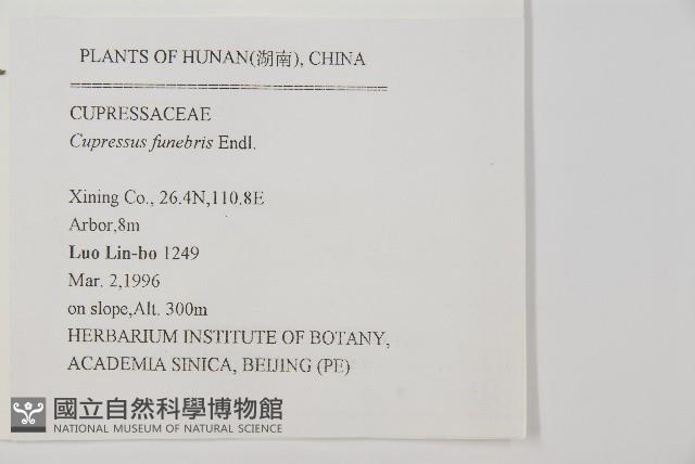 柏木、柏樹藏品圖，第2張