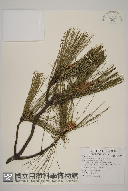 臺灣二葉松藏品圖，第4張