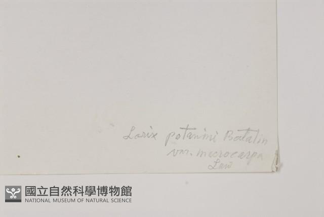 大果紅杉藏品圖，第2張