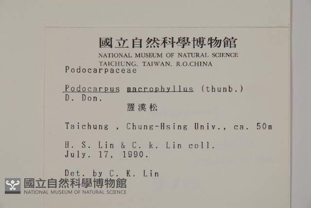 大葉羅漢松藏品圖，第2張