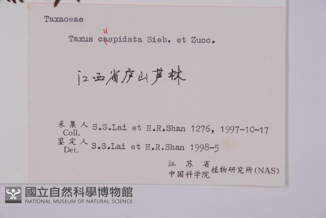 東北紅豆杉藏品圖，第2張