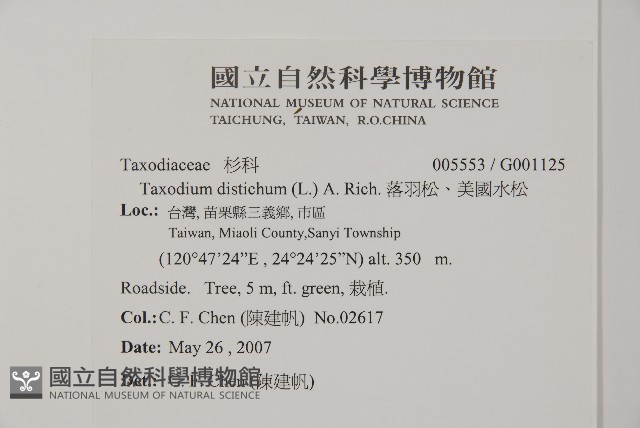 落羽松、美國水松藏品圖，第2張