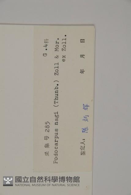 竹柏藏品圖，第2張