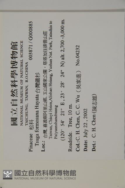 台灣鐵杉藏品圖，第2張