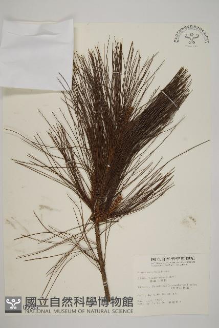 臺灣二葉松藏品圖，第1張