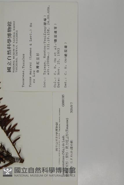 臺灣紅豆杉、紫杉、南方紅豆杉藏品圖，第2張