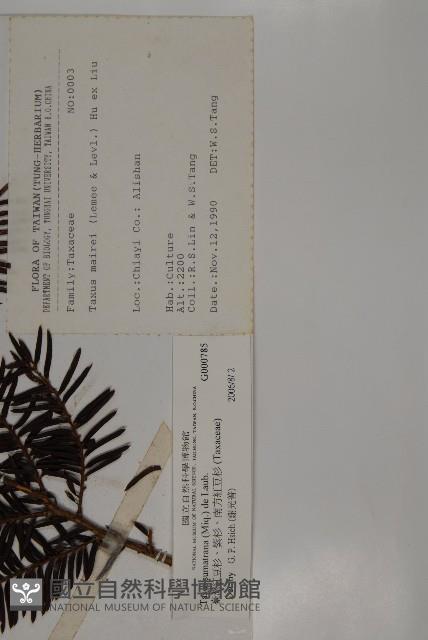 臺灣紅豆杉、紫杉、南方紅豆杉藏品圖，第2張