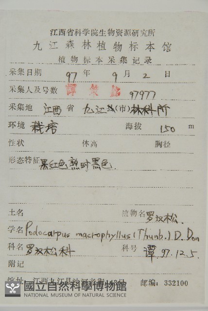 大葉羅漢松藏品圖，第2張
