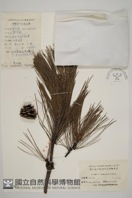 臺灣二葉松藏品圖，第1張