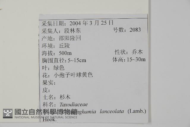 杉木藏品圖，第2張