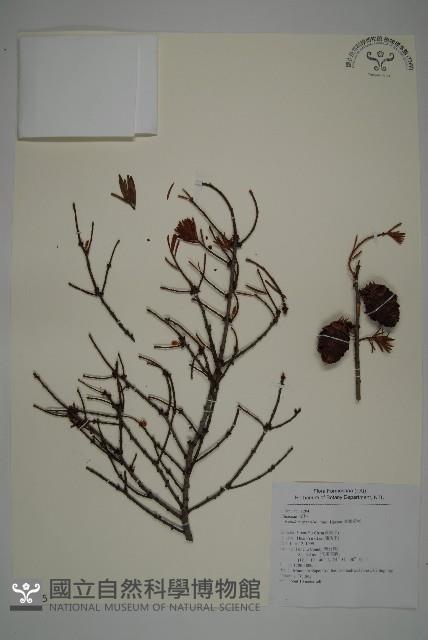 臺灣黃杉藏品圖，第1張