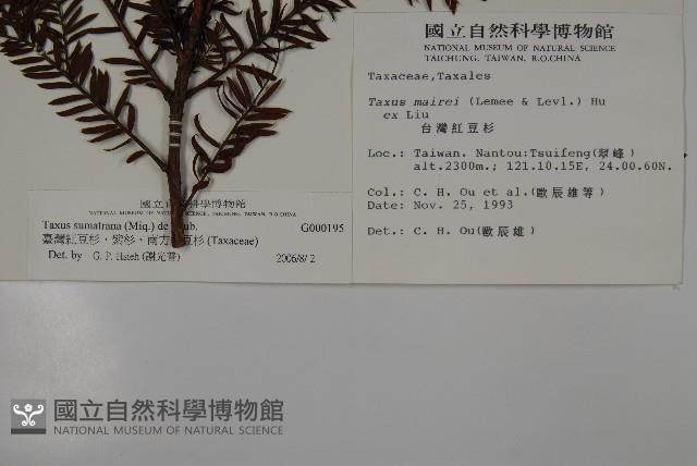 臺灣紅豆杉、紫杉、南方紅豆杉藏品圖，第2張