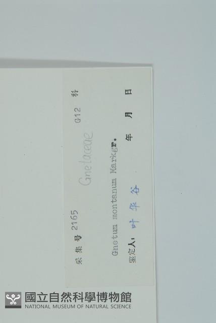 買麻藤藏品圖，第2張