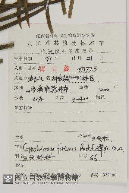 三尖杉藏品圖，第2張