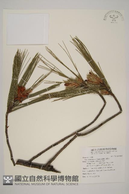 臺灣二葉松藏品圖，第1張