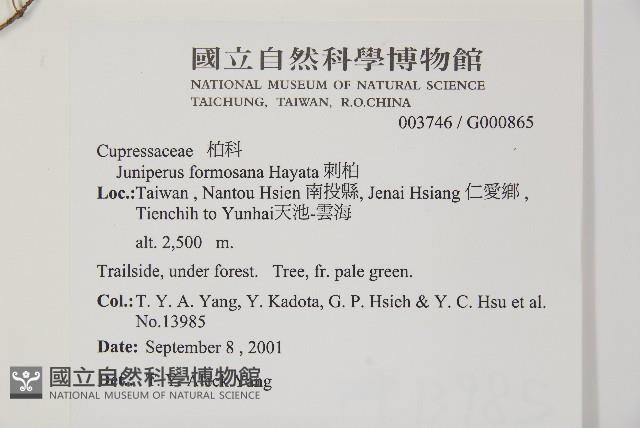 刺柏藏品圖，第2張