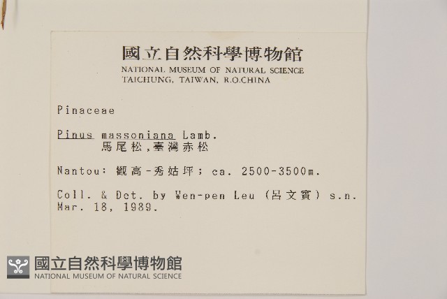馬尾松藏品圖，第2張