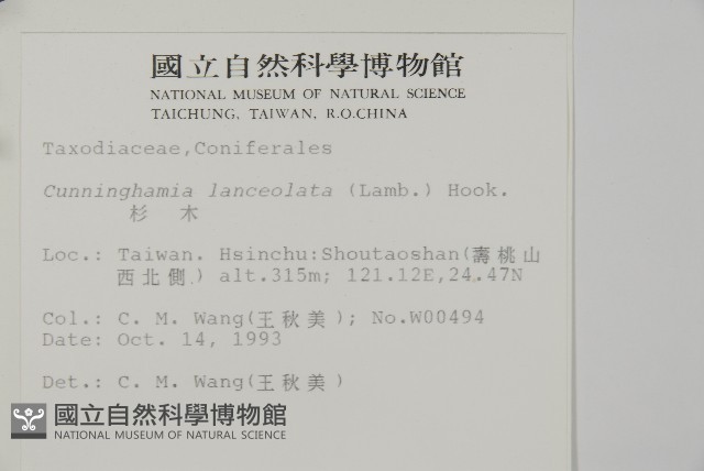 杉木藏品圖，第2張