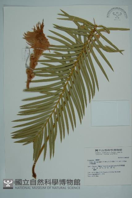 台東蘇鐵藏品圖，第1張