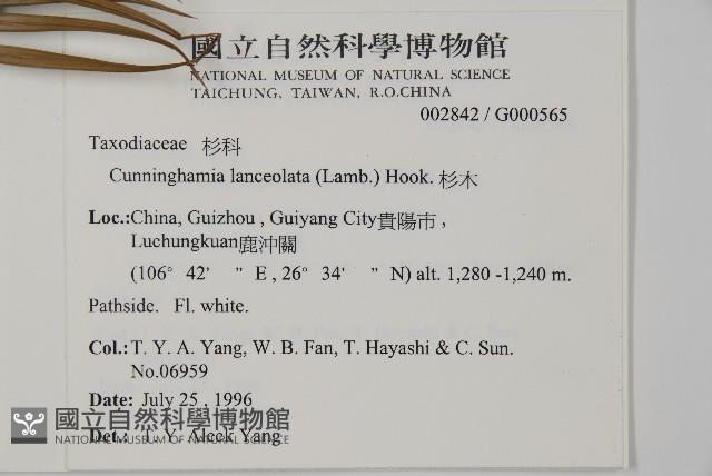 杉木藏品圖，第2張