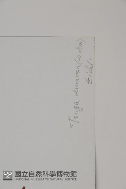 雲南鐵杉藏品圖，第2張