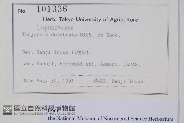 羅漢柏藏品圖，第2張