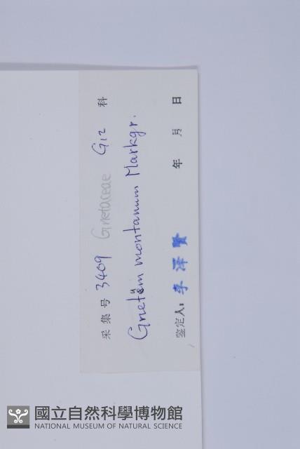 買麻藤藏品圖，第2張