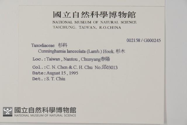 杉木藏品圖，第2張