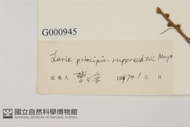 華北落葉松藏品圖，第2張