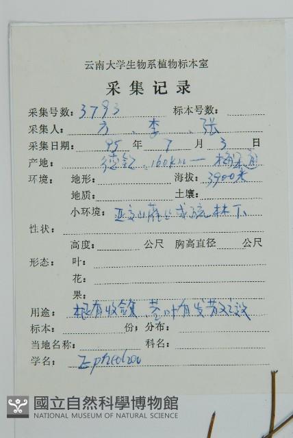 匍枝兩江麻黃藏品圖，第2張