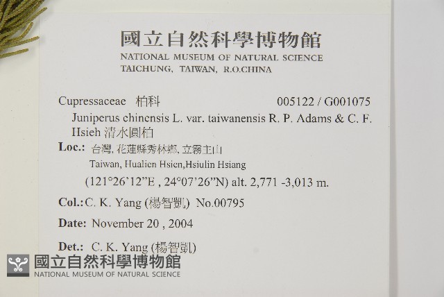 清水圓柏藏品圖，第2張